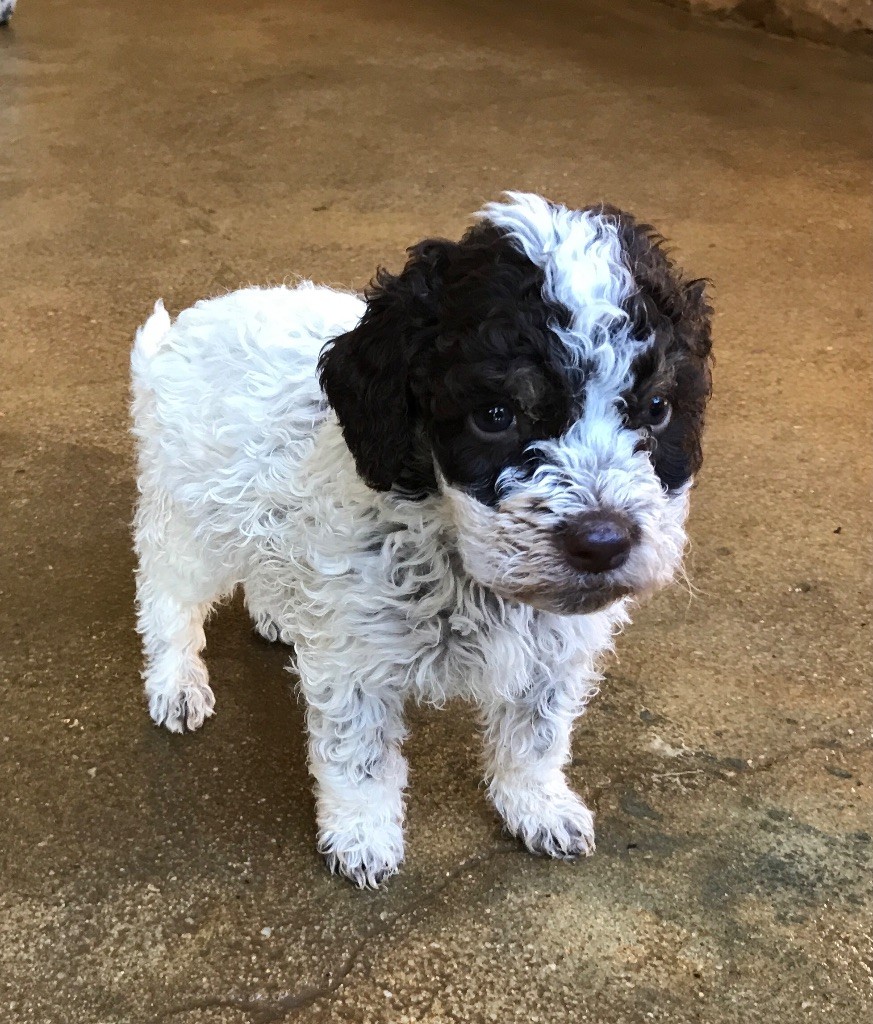 chiot Lagotto Romagnolo Des Landes Du Frau